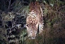 ಹಾವೇರಿ: ಸಹೋದರರ ಮೇಲೆ ಚಿರತೆ ದಾಳಿ – ಓರ್ವ ಸಾವು