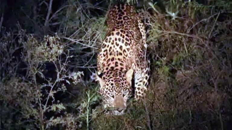 ಹಾವೇರಿ: ಸಹೋದರರ ಮೇಲೆ ಚಿರತೆ ದಾಳಿ – ಓರ್ವ ಸಾವು