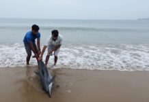 ಗೋಕರ್ಣ: ಕಡಲಬ್ಬರಕ್ಕೆ ದಡಕ್ಕೆ ತಳ್ಳಲ್ಪಟ್ಟ ಡಾಲ್ಫಿನ್ ರಕ್ಷಿಸಿದ ಯುವಕರು