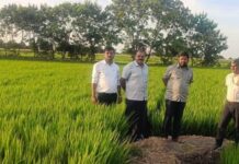 ಭತ್ತದ ಬೆಳೆಯಲ್ಲಿ ದುಂಡಾಣು ಮಚ್ಚೆ ರೋಗ, ನಿರ್ವಹಣೆ ಕ್ರಮಗಳು