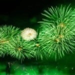 ದೆಹಲಿ ದೀಪಾವಳಿ: ಹಸಿರು ಪಟಾಕಿಗಳಿಗೆ ಸುಪ್ರೀಂ ಅವಕಾಶ