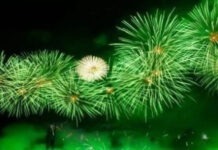 ದೆಹಲಿ ದೀಪಾವಳಿ: ಹಸಿರು ಪಟಾಕಿಗಳಿಗೆ ಸುಪ್ರೀಂ ಅವಕಾಶ