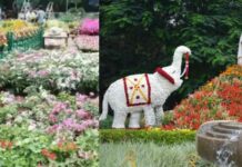 ಬೆಂಗಳೂರಿಗರೆ ವೀಕೆಂಡ್ ಪ್ಲ್ಯಾನ್ ರೆಡಿ ಮಾಡಿ: ಕಬ್ಬನ್ ಪಾರ್ಕ್ನಲ್ಲಿ ಅರಳಿದ ಹೂವಿನ ಲೋಕ!