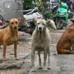 ಬೀದಿ ನಾಯಿಗಳನ್ನು ಆಶ್ರಯತಾಣಗಳಿಗೆ ಸ್ಥಳಾಂತರಿಸಿ: ಸುಪ್ರೀಂ ಕೋರ್ಟ್ ಆದೇಶ