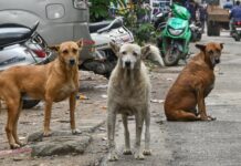 ಬೀದಿ ನಾಯಿಗಳನ್ನು ಆಶ್ರಯತಾಣಗಳಿಗೆ ಸ್ಥಳಾಂತರಿಸಿ: ಸುಪ್ರೀಂ ಕೋರ್ಟ್ ಆದೇಶ