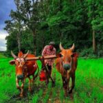 ಅನ್ನದಾತರಿಗೆ ಬಂಪರ್ ಗಿಫ್ಟ್: ರೈತರ ಖಾತೆಗೆ ಜಮೆ ಆಯ್ತು 1,033 ಕೋಟಿ ರೂ. ಪರಿಹಾರ!