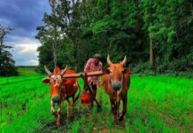 ಅನ್ನದಾತರಿಗೆ ಬಂಪರ್ ಗಿಫ್ಟ್: ರೈತರ ಖಾತೆಗೆ ಜಮೆ ಆಯ್ತು 1,033 ಕೋಟಿ ರೂ. ಪರಿಹಾರ!