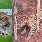 ತರೀಕೆರೆ ಬಳಿ ಚಿರತೆ ಸೆರೆ: ಅರಣ್ಯ ಸಿಬ್ಬಂದಿಯ ಗುಂಡಿಗೆ ಪ್ರಾಣಿ ಬಲಿ