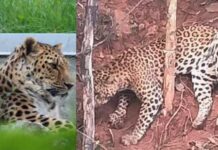 ತರೀಕೆರೆ ಬಳಿ ಚಿರತೆ ಸೆರೆ: ಅರಣ್ಯ ಸಿಬ್ಬಂದಿಯ ಗುಂಡಿಗೆ ಪ್ರಾಣಿ ಬಲಿ