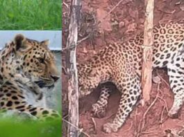 ತರೀಕೆರೆ ಬಳಿ ಚಿರತೆ ಸೆರೆ: ಅರಣ್ಯ ಸಿಬ್ಬಂದಿಯ ಗುಂಡಿಗೆ ಪ್ರಾಣಿ ಬಲಿ