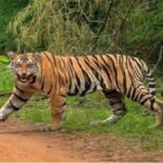 ಮೈಸೂರಿಗೆ ಹುಲಿಗಳ ಲಗ್ಗೆ: ಒಂದಲ್ಲ, ಎರಡಲ್ಲ, ಬರೋಬ್ಬರಿ 21! ಗ್ರಾಮಸ್ಥರ ಎದೆಯಲ್ಲಿ ಢವ ಢವ!