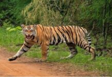 ಮೈಸೂರಿಗೆ ಹುಲಿಗಳ ಲಗ್ಗೆ: ಒಂದಲ್ಲ, ಎರಡಲ್ಲ, ಬರೋಬ್ಬರಿ 21! ಗ್ರಾಮಸ್ಥರ ಎದೆಯಲ್ಲಿ ಢವ ಢವ!