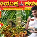 ಅಡಿಕೆಯ ಚಹಾ ಸುಗಂಧದ್ರವ್ಯ ತಯಾರಿಸಿ ಗೆದ್ದ ಯುವಕ