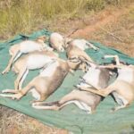 ಕೃಷ್ಣ ಮೃಗ ಸಾವಿಗೆ ಸೋಂಕೇ ಕಾರಣ…!