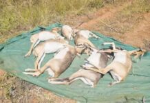 ಕೃಷ್ಣ ಮೃಗ ಸಾವಿಗೆ ಸೋಂಕೇ ಕಾರಣ…!