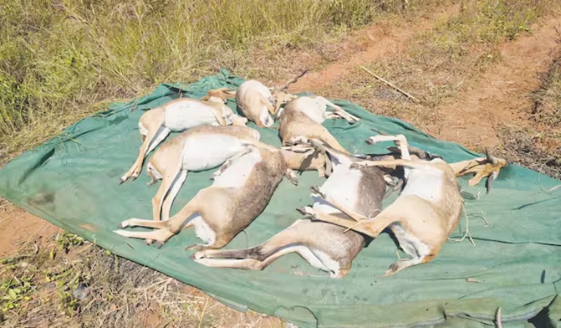 belagavi-rani-chennamma-zoo-blackbuck-deaths-hs-bacteria-confirmed