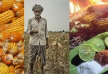 ಮೆಕ್ಕೆಜೋಳಕ್ಕೆ ರೂ. 3,000 ಫಿಕ್ಸ್ ಮಾಡಿ: ಸರ್ಕಾರದ ವಿರುದ್ಧ ಬೊಮ್ಮಾಯಿ ಗುಡುಗು!