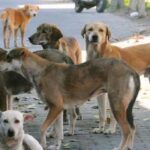 ನಾಯಿಗಳ ಸ್ಥಳಾಂತರಕ್ಕೆ ಕೂಡಿ ಬರದ ಮಹೂರ್ತ