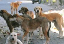 ನಾಯಿಗಳ ಸ್ಥಳಾಂತರಕ್ಕೆ ಕೂಡಿ ಬರದ ಮಹೂರ್ತ