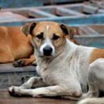 ರಾಜಧಾನಿಯಲ್ಲಿ 4.5 ಲಕ್ಷ ನಾಯಿ ನಿರ್ವಹಣೆ ಸಂಕಷ್ಟ