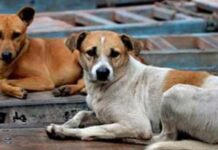 ರಾಜಧಾನಿಯಲ್ಲಿ 4.5 ಲಕ್ಷ ನಾಯಿ ನಿರ್ವಹಣೆ ಸಂಕಷ್ಟ