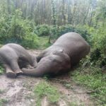 ಖಾನಾಪುರ ಆನೆಗಳ ಸಾವು: ತನಿಖೆಗೆ ಖಂಡ್ರೆ ಆದೇಶ