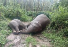 ಖಾನಾಪುರ ಆನೆಗಳ ಸಾವು: ತನಿಖೆಗೆ ಖಂಡ್ರೆ ಆದೇಶ