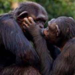 ಸಂಗಾತಿಯೂಂದಿಗೆ ಚುಂಬನ: 21 ಮಿಲಿಯನ್ ವರ್ಷಗಳ ಹಿಂದಿನ ಪ್ರಾಚೀನ ಇತಿಹಾಸ, ಇಲ್ಲಿದೆ ನೋಡಿ ಮಾಹಿತಿ