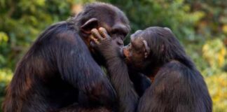 ಸಂಗಾತಿಯೂಂದಿಗೆ ಚುಂಬನ: 21 ಮಿಲಿಯನ್ ವರ್ಷಗಳ ಹಿಂದಿನ ಪ್ರಾಚೀನ ಇತಿಹಾಸ, ಇಲ್ಲಿದೆ ನೋಡಿ ಮಾಹಿತಿ