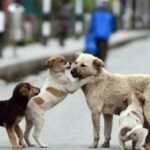 ಬೀದಿನಾಯಿ ಶೆಲ್ಕರ್ಗೆ ಹಾಕಿ