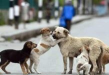 ಬೀದಿನಾಯಿ ಶೆಲ್ಕರ್ಗೆ ಹಾಕಿ