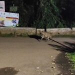 ದಾಂಡೇಲಿಯ ಕಾಡಿನಲ್ಲಿ ಅಪರೂಪಕ್ಕೆ ಕತ್ತೆಕಿರುಬದ ದಶ೯ನ