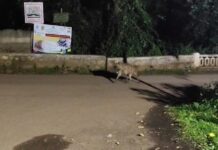 ದಾಂಡೇಲಿಯ ಕಾಡಿನಲ್ಲಿ ಅಪರೂಪಕ್ಕೆ ಕತ್ತೆಕಿರುಬದ ದಶ೯ನ