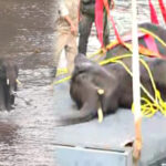 ಶಿವನಸಮುದ್ರ: ನಾಲೆಗೆ ಬಿದ್ದ ಕಾಡಾನೆ- ಅರಣ್ಯ ಇಲಾಖೆಯಿಂದ ಯಶಸ್ಸಿ ಕಾರ್ಯಚರಣೆ