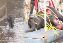 ಶಿವನಸಮುದ್ರ: ನಾಲೆಗೆ ಬಿದ್ದ ಕಾಡಾನೆ- ಅರಣ್ಯ ಇಲಾಖೆಯಿಂದ ಯಶಸ್ಸಿ ಕಾರ್ಯಚರಣೆ