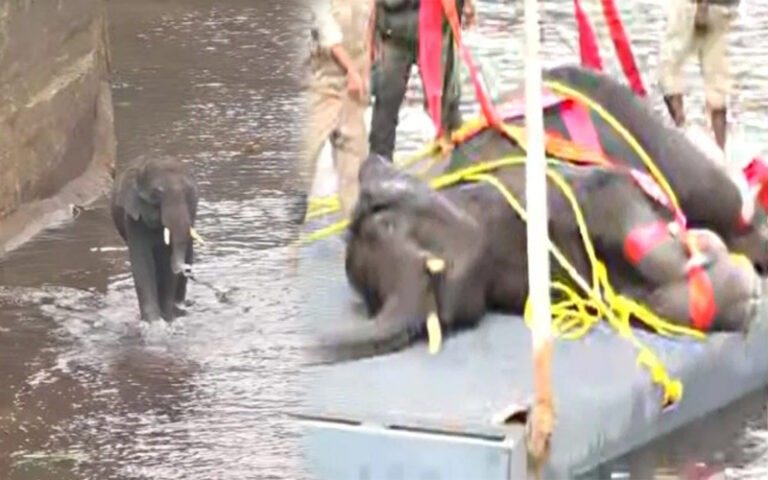 ಶಿವನಸಮುದ್ರ: ನಾಲೆಗೆ ಬಿದ್ದ ಕಾಡಾನೆ- ಅರಣ್ಯ ಇಲಾಖೆಯಿಂದ ಯಶಸ್ಸಿ ಕಾರ್ಯಚರಣೆ