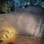 ಖಾನಾಪುರ: ಅರಣ್ಯ ವಲಯದಲ್ಲಿ ಕಾಡಾನೆಗಳ ಅನುಮಾನಾಸ್ಪದ ಸಾವು