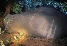 ಖಾನಾಪುರ: ಅರಣ್ಯ ವಲಯದಲ್ಲಿ ಕಾಡಾನೆಗಳ ಅನುಮಾನಾಸ್ಪದ ಸಾವು