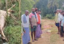 ಕಿಕ್ಕೇರಿಯಲ್ಲಿ ಬೆಚ್ಚಿಬಿದ್ದ ಜನತೆ : ದೇವಾಲಯ ಉದ್ಘಾಟನೆ ಬಳಿಕ ಕೋಣ ಬಲಿ, ಗೊಂದಹಳ್ಳಿ ಗ್ರಾಮದಲ್ಲಿ ವಾಮಾಚಾರ