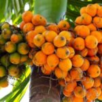 ಅಡಿಕೆ ಕ್ಯಾನ್ಸರ್ಕಾರಕ ಅಲ್ಲ, ಕ್ಯನ್ಸರ್ ಪ್ರತಿಬಂಧಕ!