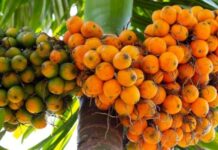 ಅಡಿಕೆ ಕ್ಯಾನ್ಸರ್ಕಾರಕ ಅಲ್ಲ, ಕ್ಯನ್ಸರ್ ಪ್ರತಿಬಂಧಕ!