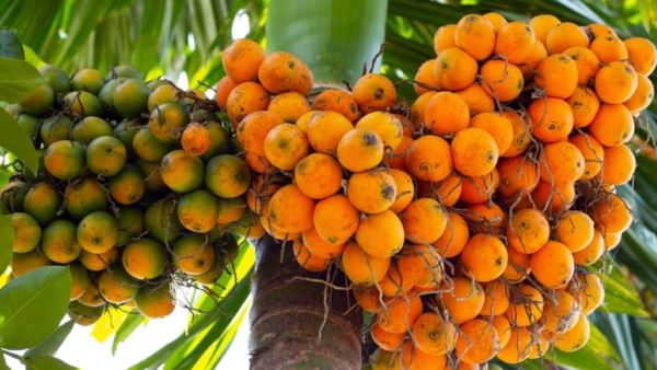 ಅಡಿಕೆ ಕ್ಯಾನ್ಸರ್_ಕಾರಕ ಅಲ್ಲ,