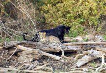 2 ದಶಕದ ಬಳಿಕ ಬ್ಲ್ಯಾಕ್ ಪ್ಯಾಂಥರ್ ಪ್ರತ್ಯಕ್ಷ