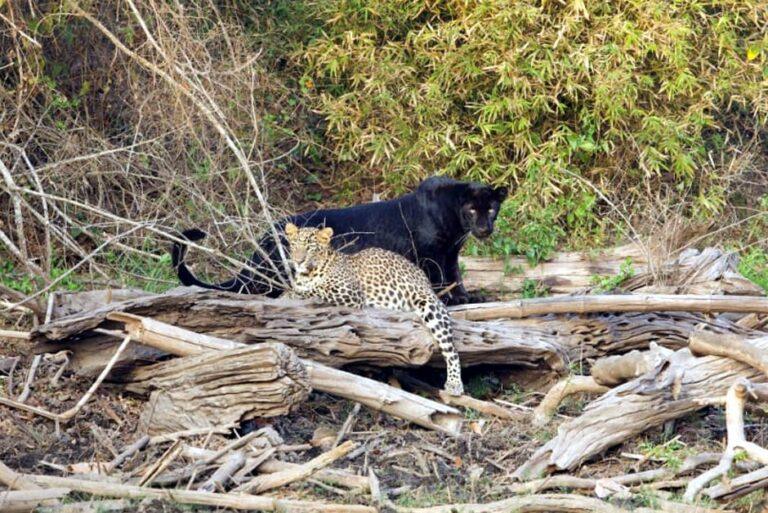 2 ದಶಕದ ಬಳಿಕ ಬ್ಲ್ಯಾಕ್ ಪ್ಯಾಂಥರ್ ಪ್ರತ್ಯಕ್ಷ