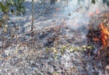 ಆಕಸ್ಮಿಕ ಬೆಂಕಿ: ತಾಳೆ ಬೆಳೆಯೊಂದಿಗೆ ಸುಟ್ಟು ಕರಕಲಾದ ರೈತ