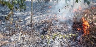 ಆಕಸ್ಮಿಕ ಬೆಂಕಿ: ತಾಳೆ ಬೆಳೆಯೊಂದಿಗೆ ಸುಟ್ಟು ಕರಕಲಾದ ರೈತ