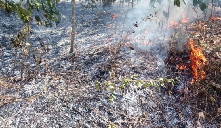 ಆಕಸ್ಮಿಕ ಬೆಂಕಿ: ತಾಳೆ ಬೆಳೆಯೊಂದಿಗೆ ಸುಟ್ಟು ಕರಕಲಾದ ರೈತ