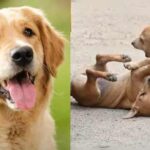 ನಾಯಿ ಗಣತಿಗೆ ಖಾಸಗಿ ಶಾಲೆಗಳ ವಿರೋಧ: ನಗರ ಪಾಲಿಕೆಯ ಕೆಲಸ, ಕೆಎಎಂಎಸ್ ಟೀಕೆ