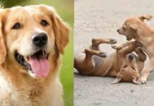 ನಾಯಿ ಗಣತಿಗೆ ಖಾಸಗಿ ಶಾಲೆಗಳ ವಿರೋಧ: ನಗರ ಪಾಲಿಕೆಯ ಕೆಲಸ, ಕೆಎಎಂಎಸ್ ಟೀಕೆ