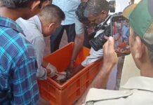 ಸೀಗಲ್ ವಲಸೆ ಹಕ್ಕಿಯಲ್ಲಿ ಚೀನಾದ ಜಿಪಿಎಸ್ ಟ್ರ್ಯಾಕರ್